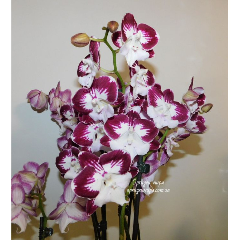 Гарем порно фильмдерін онлайн көру